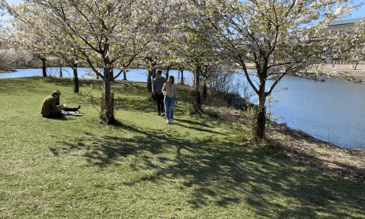 GIF of cherry blossoms in front of a museum.