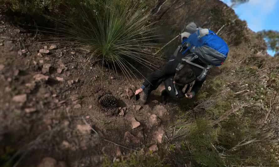 An encounter with an echidna along the Grampians Peaks Trail