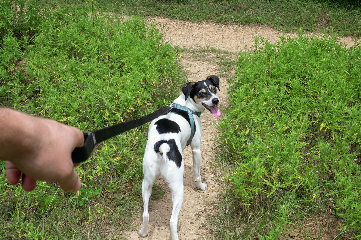 A man walks his dog on a Texas trail.