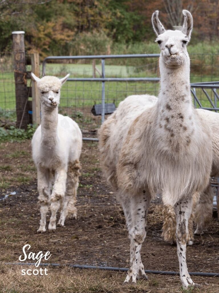 Alpaca + llama.