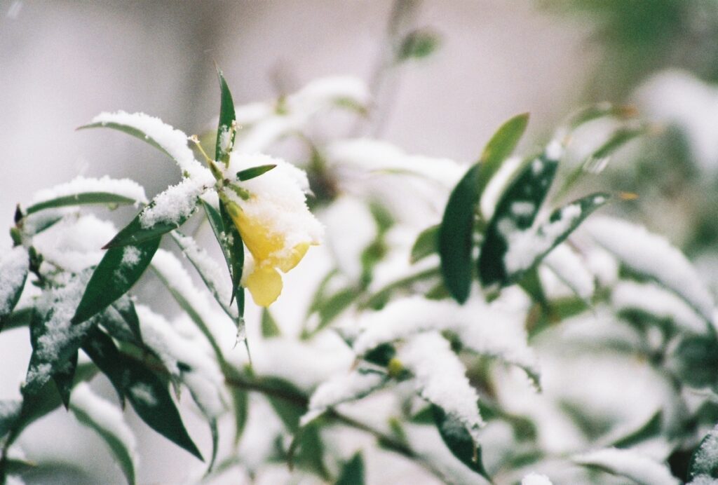 A flower covered in snow