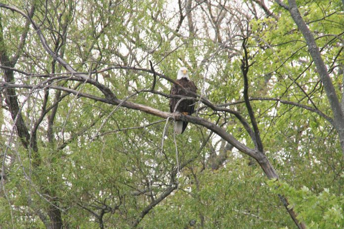 Jenn McCallum spotted this endangered bald eagle along the shores of Rice Lake.  (Photo: Jenn McCallum)