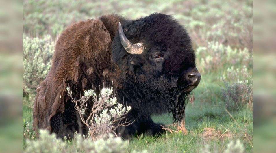 Bison 2 | Gephardt Daily