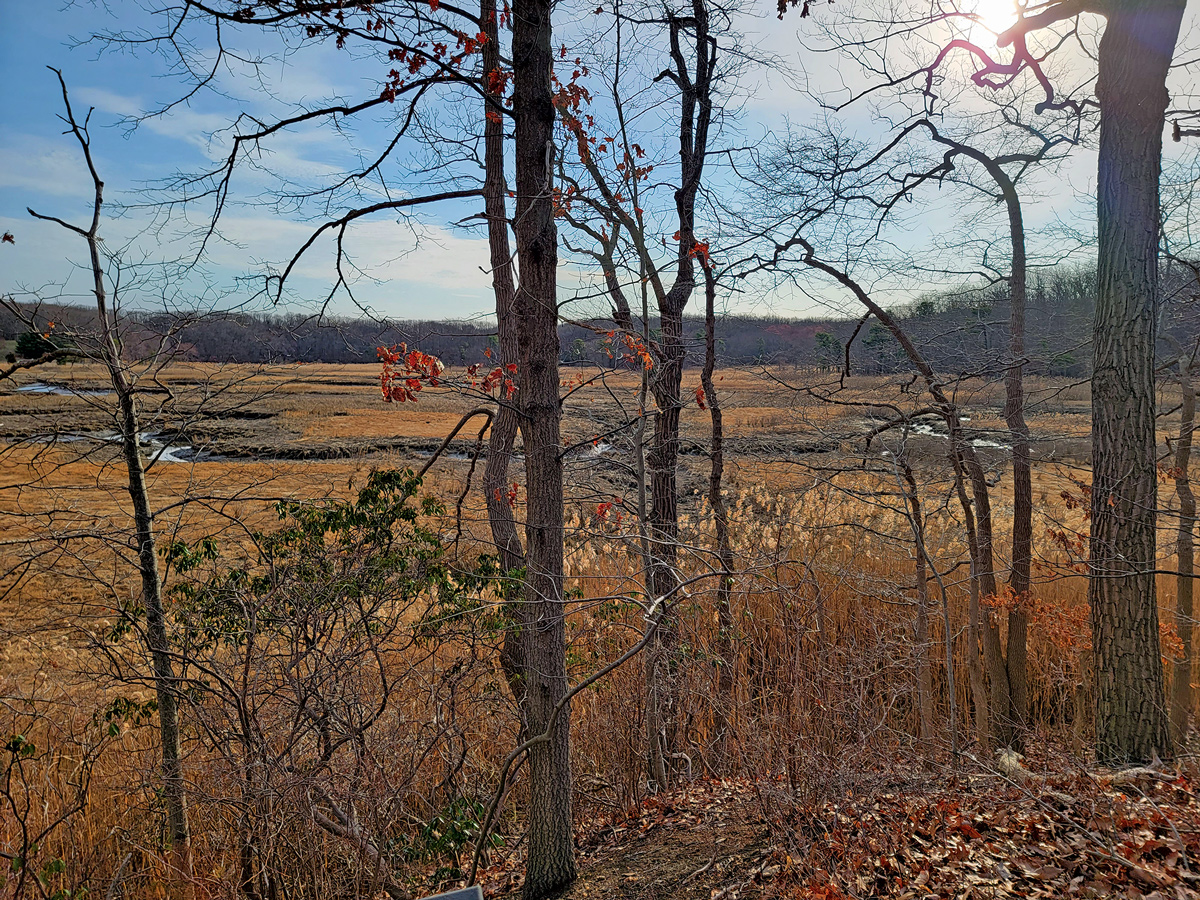 Trail in Cheesequake Park
