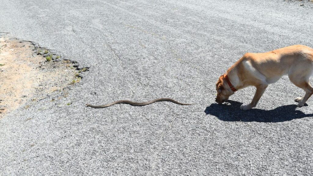 5 Basic Snake Safety Tips Every RVer Should Know - Dogs and Snakes