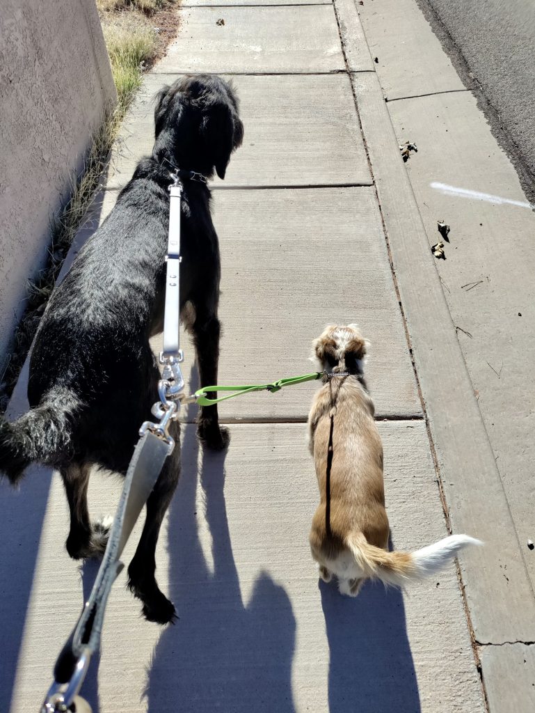 Phae Sunday walks two dogs, place and date not specified |  Photo courtesy of Phae Sunday, St. George News