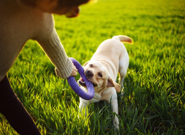woman play with lab in park, lose weight without exercise